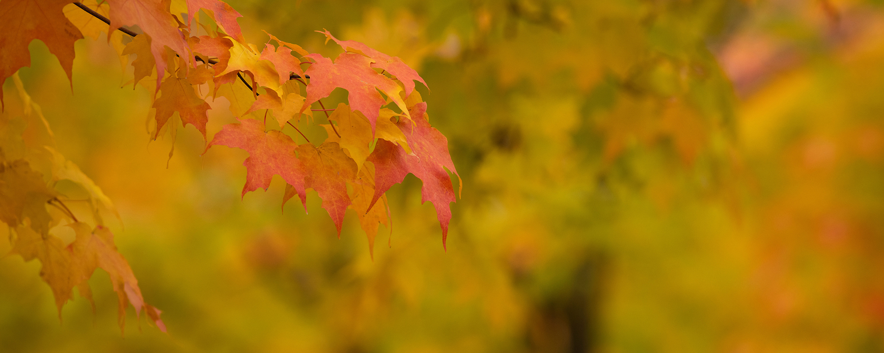 Up-close photo of bright fall foliage on the UM campus