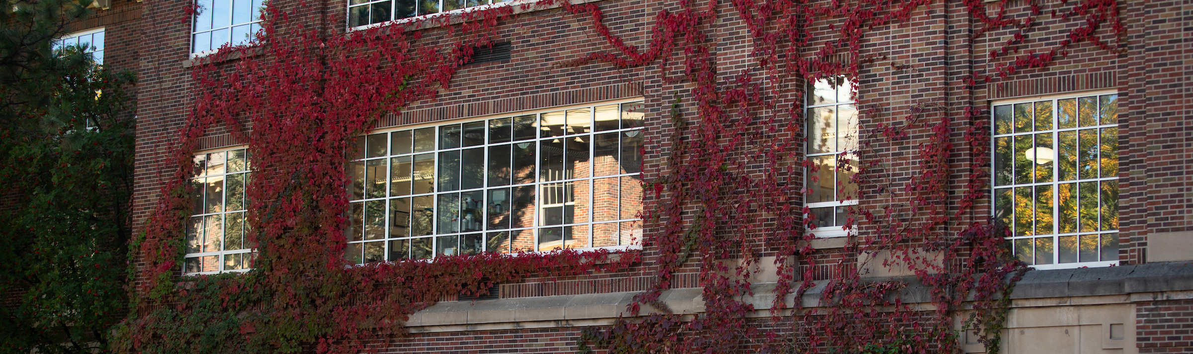 Ivy vines grow across a brick building at UM