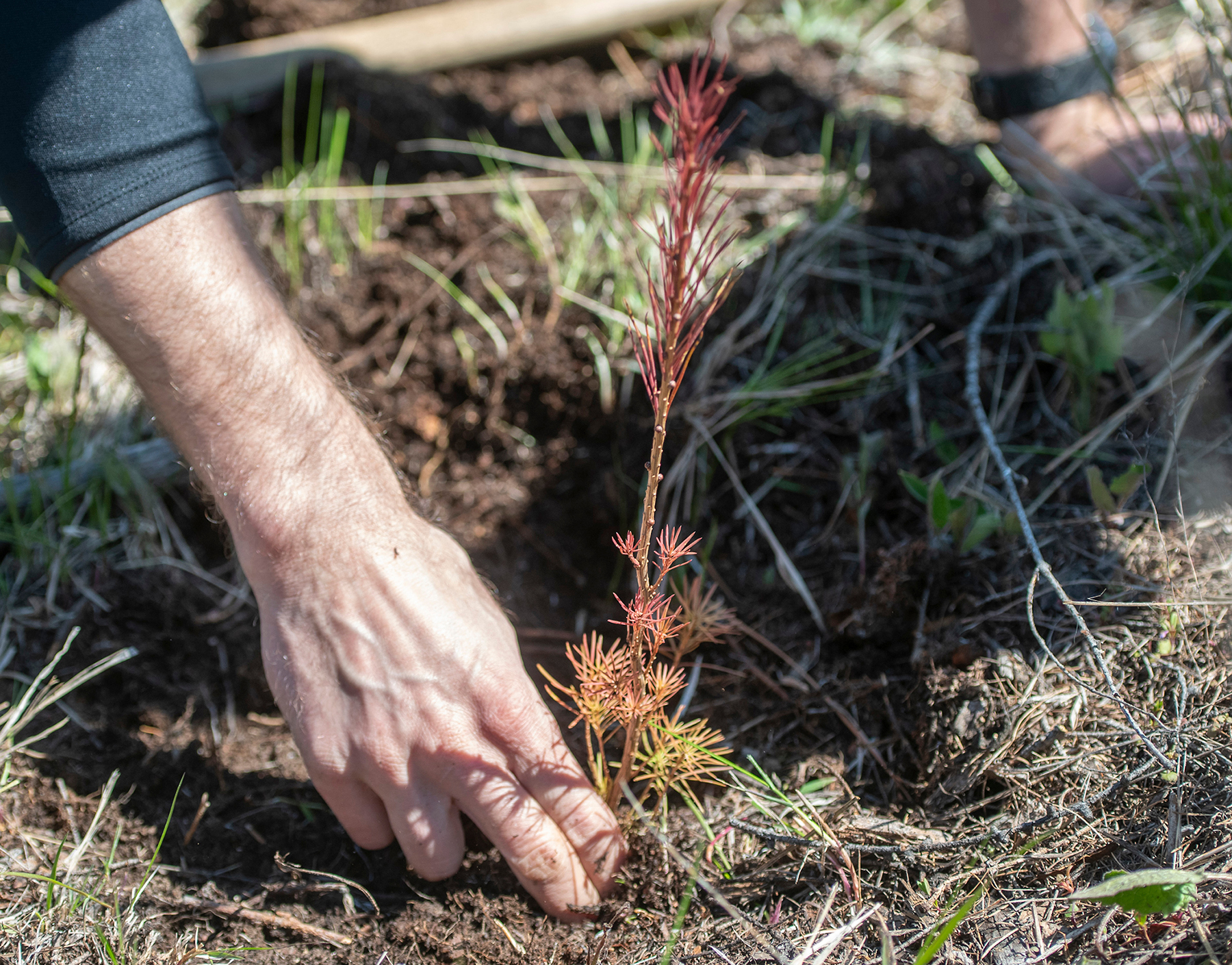 A UM student plants a tree in the forest